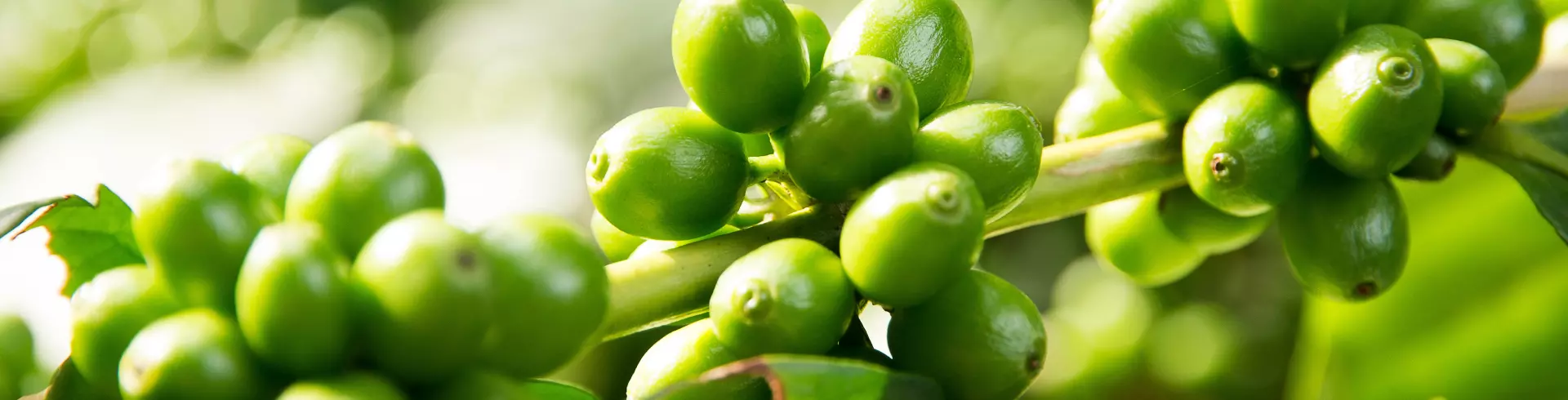 Galho com vários grãos de café verde